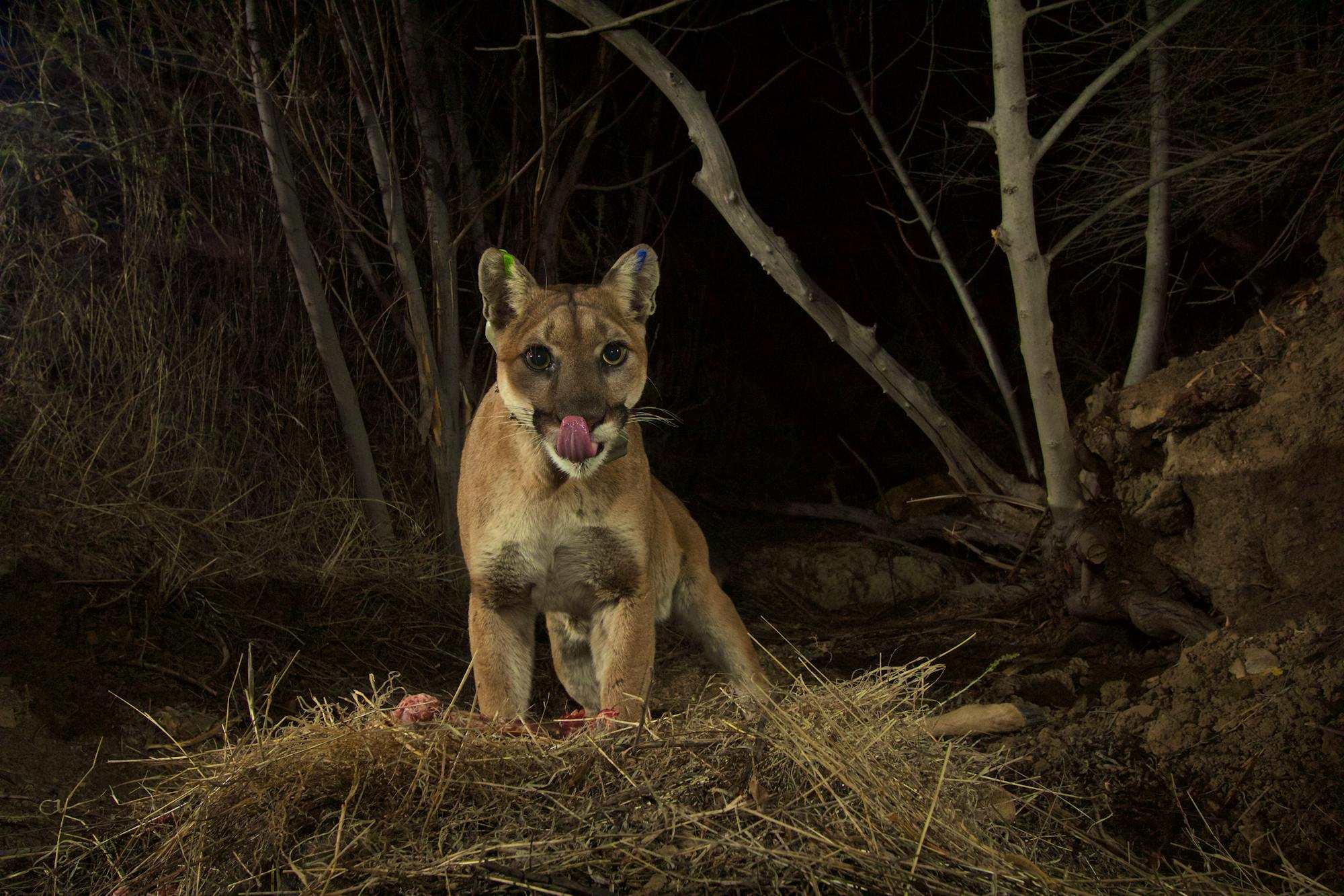 P35 mountain lion licking lips on trail camera - California - NPS